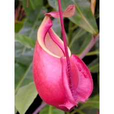 Nepenthes Mirabilis var. globosa