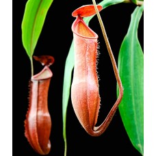 Nepenthes Veillardii