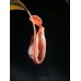 Nepenthes Veillardii