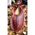 Nepenthes Gymnamphora