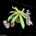 Nepenthes Albomarginata Black