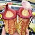 Nepenthes Gothica=sibuyanensis x maxima