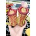 Nepenthes Gothica=sibuyanensis x maxima