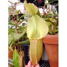 Nepenthes veitchii lowland pink