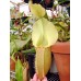 Nepenthes veitchii lowland pink