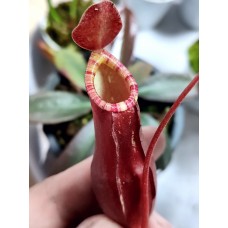 Nepenthes Mirabilis red strip