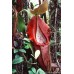 Nepenthes Bangso