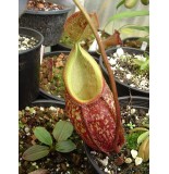 Nepenthes Gymnamphora
