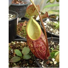 Nepenthes Gymnamphora