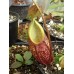 Nepenthes Gymnamphora