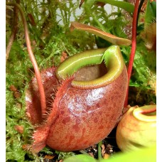 Nepenthes Bellii