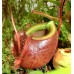 Nepenthes Bellii