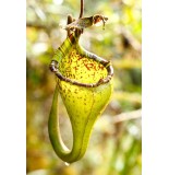 Nepenthes Eymae