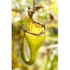 Nepenthes Eymae