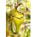 Nepenthes Eymae
