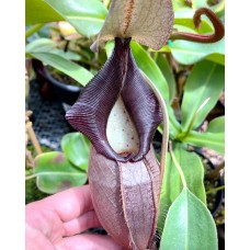 Nepenthes Bangso