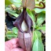 Nepenthes Bangso