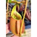 Nepenthes Bicalcarata