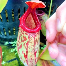 Nepenthes ventricosa x (maxima x talangensis)