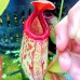 Nepenthes ventricosa x (maxima x talangensis)