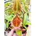 Nepenthes Lowii x Ventricosa