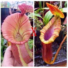 Nepenthes  [(Rokko ‘Exotica’ x boschiana) x veitchii H/L] x veitchii (m) x Trusmadiensis