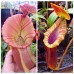 Nepenthes  [(Rokko ‘Exotica’ x boschiana) x veitchii H/L] x veitchii (m) x Trusmadiensis