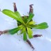 Nepenthes  [(Rokko ‘Exotica’ x boschiana) x veitchii H/L] x veitchii (m) x Trusmadiensis