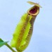Nepenthes  [(Rokko ‘Exotica’ x boschiana) x veitchii H/L] x veitchii (m) x Trusmadiensis