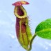 Nepenthes  [(Rokko ‘Exotica’ x boschiana) x veitchii H/L] x veitchii (m) x Trusmadiensis