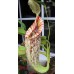 Nepenthes Dyeriana