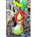 Nepenthes Burkei