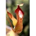 Nepenthes Burkei
