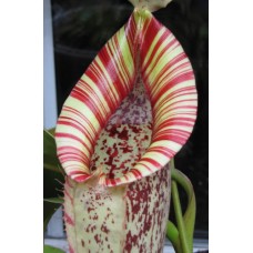 Nepenthes Dyeriana