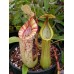 Nepenthes Dyeriana