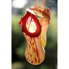 Nepenthes Burkei