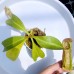 Nepenthes Veitchii x（Thorelii x Northiana）