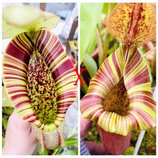 Nepenthes  Northiana x LVTP 