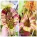 Nepenthes  Northiana x LVTP 