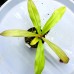 Nepenthes Thorelii