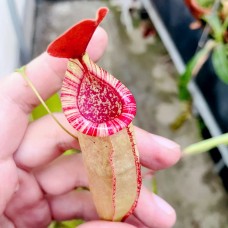 Nepenthes Thorelii
