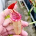Nepenthes Thorelii