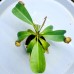 Nepenthes Veitchii x（ lowii x Campanulata）