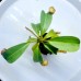 Nepenthes Veitchii x（ lowii x Campanulata）