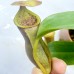 Nepenthes Veitchii x（ lowii x Campanulata）