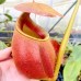 Nepenthes Bicalcarata
