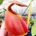 Nepenthes Bicalcarata