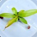 Nepenthes Kampotiana