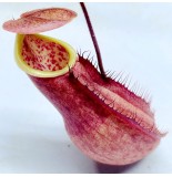 Nepenthes Kampotiana