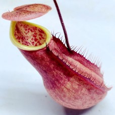 Nepenthes Kampotiana